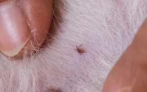 a tick crawling through fur