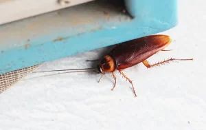 American cockroach near a window in a home