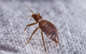 bed bug control St. Louis