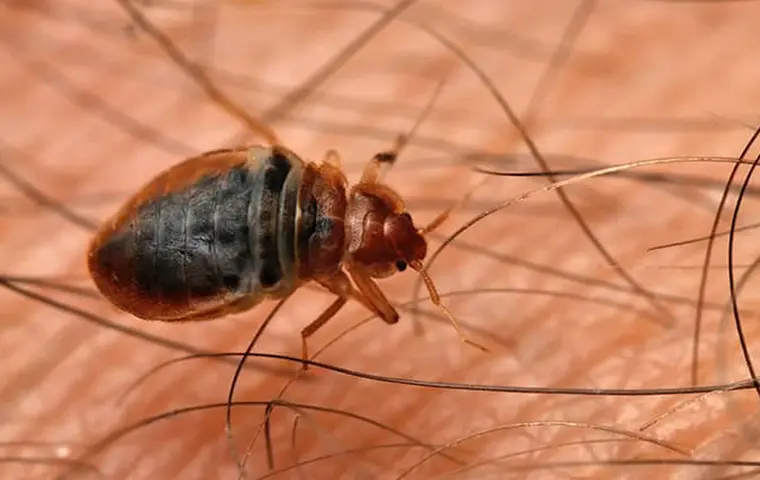 bed bug crawling on human