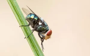 bottle fly on a blade of grass