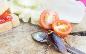 cockroaches in NY becoming headaches for restaurant owners