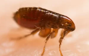 flea crawling on human skin biting
