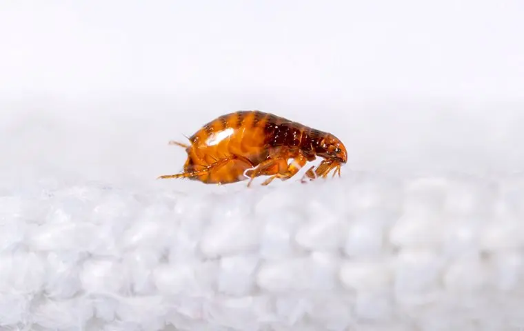flea on a white blanket