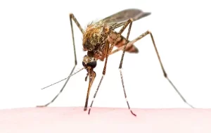 mosquito biting a man Washington DC