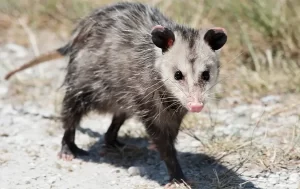 opossum walking in Los Angeles