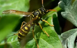 paper wasp on a plant