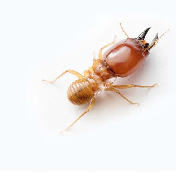 termite-control-by-state-pest-in-fort-myers