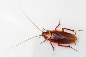 American-cockroach