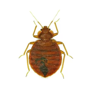 bed-bugs-present-in-Fort-Myers-
