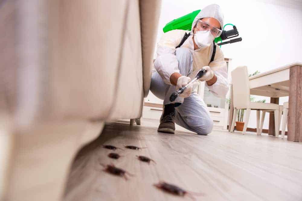 STAT pest expert spraying to control pests