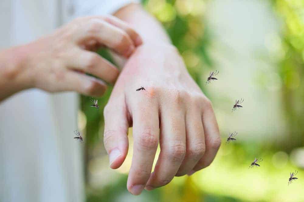 phorid flies on human hand